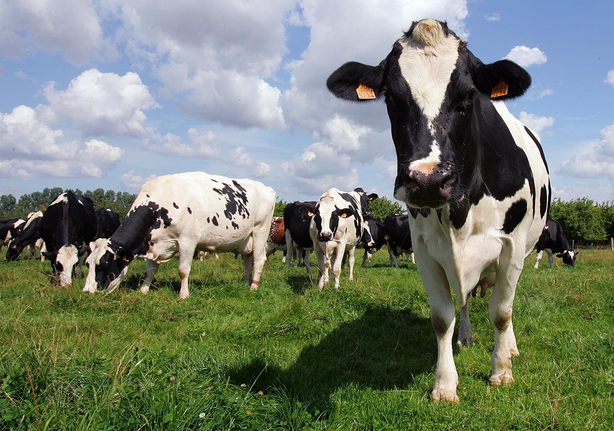 Vaches Mayenne Vaches Mayenne